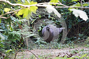 Fantastic beast and where to find them - Polyplectron bicalcaratum/The grey peacock-pheasant photo